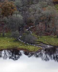 Fotografía de paisaje natural con ovejas pastando y reflejos en el lago