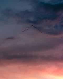 Fotografía de naturaleza, cielo al atardecer con bandada de pájaros volando en formación