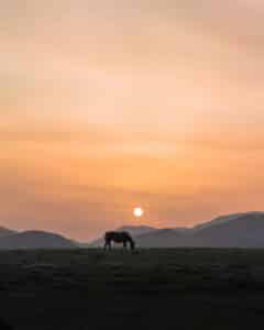 Fotografía de naturaleza y paisaje, caballo en primer plano, con el sol de atardecer y montañas difuminadas.